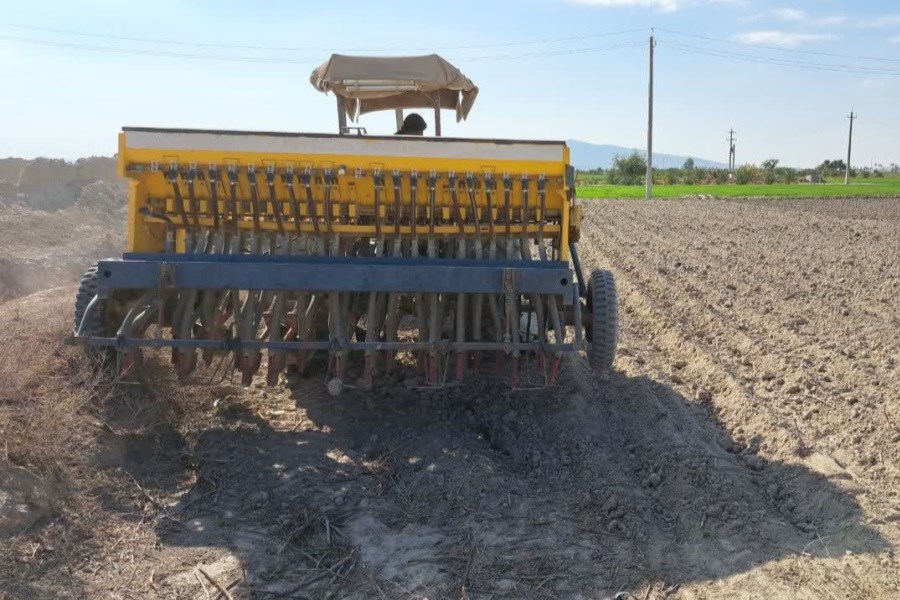 کشت کلزا در شهرستان زرین دشت آغاز شد