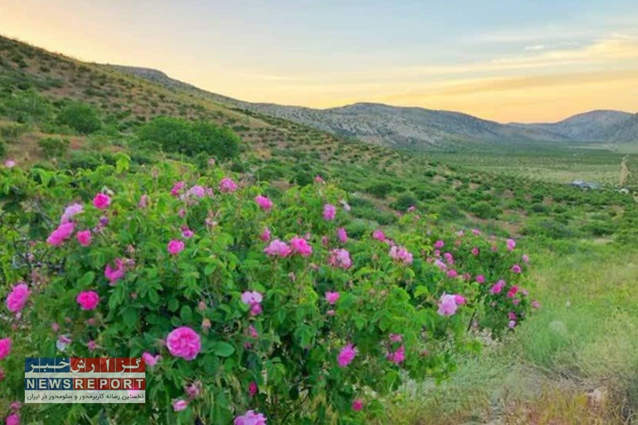 آغاز برداشت گل از بزرگترین دشت گل محمدی جهان