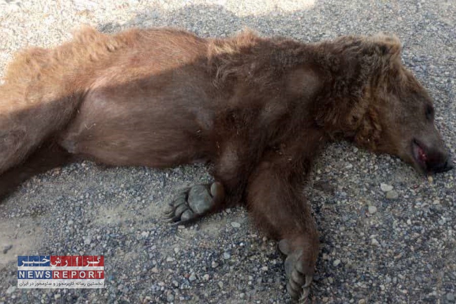 تلف شدن خرس قهوه ای و توله اش در مسیر آزاد راه شیراز- اصفهان