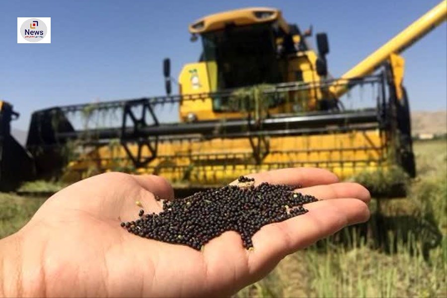 برداشت کلزا از مزارع فارس آغاز شد