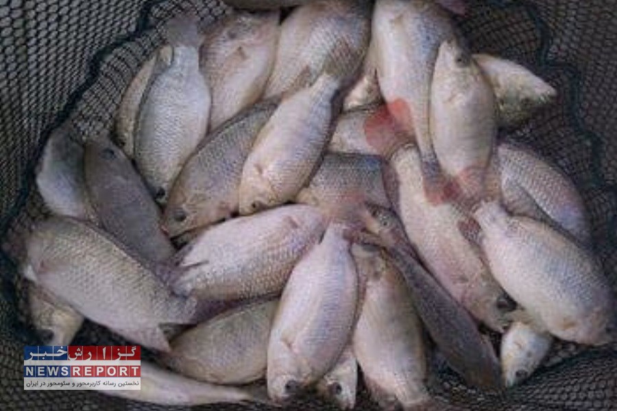 تبدیل استان یزد به هاب منطقه‌ای تیلاپیا در خاورمیانه، غرب آسیا و کشورهای اوراسیا