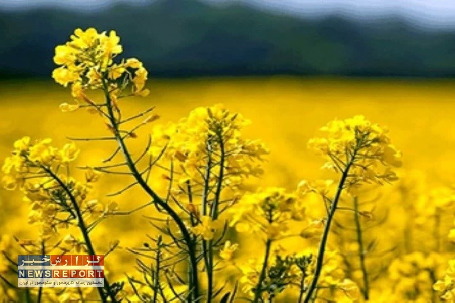 کلزا در بافق؛ گامی محدود اما مؤثر در مسیر خودکفایی روغن خوراکی